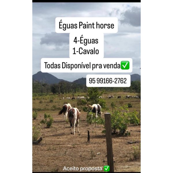 Vende-se Éguas