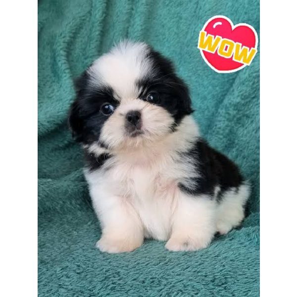 Shitzu Mini Original