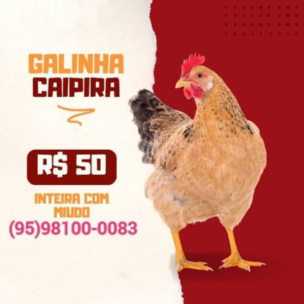 vende se galinha caipira (95)98100-0083