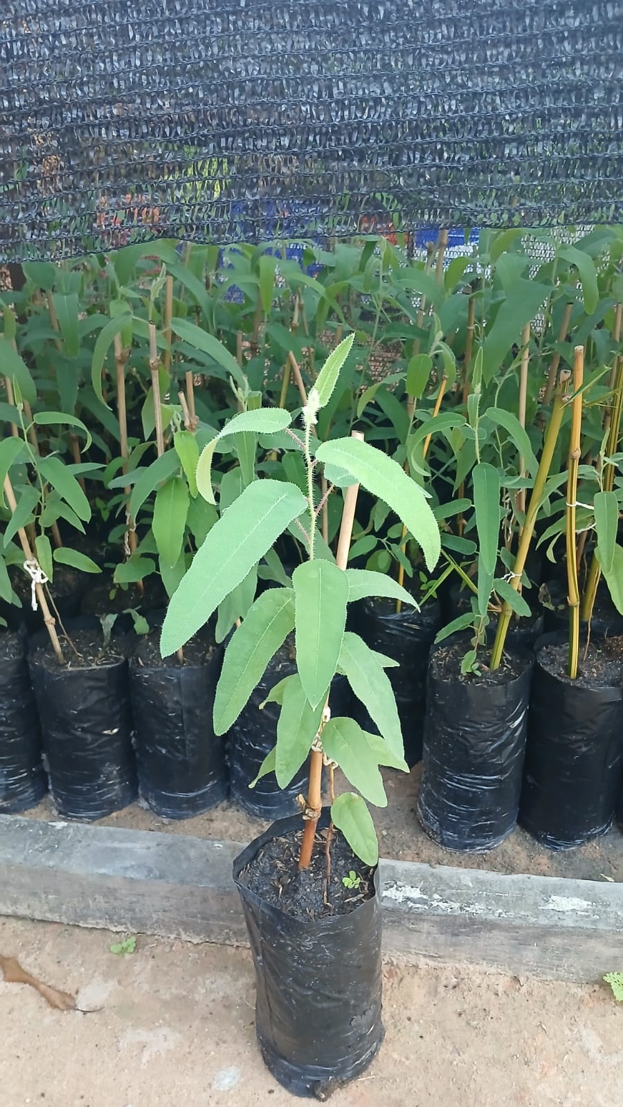 planta