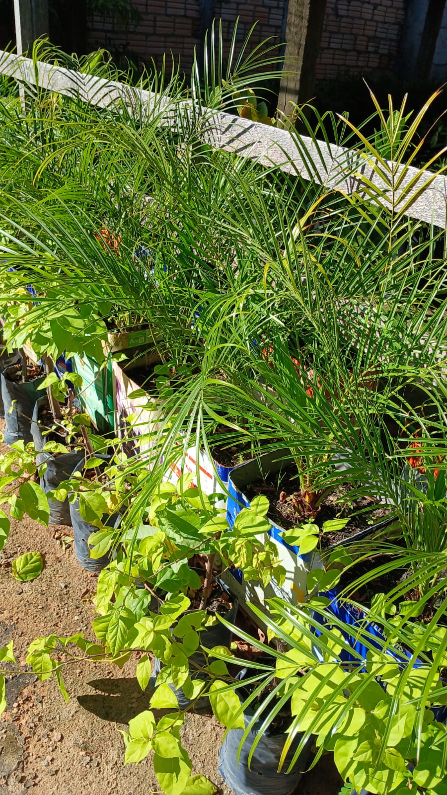 planta