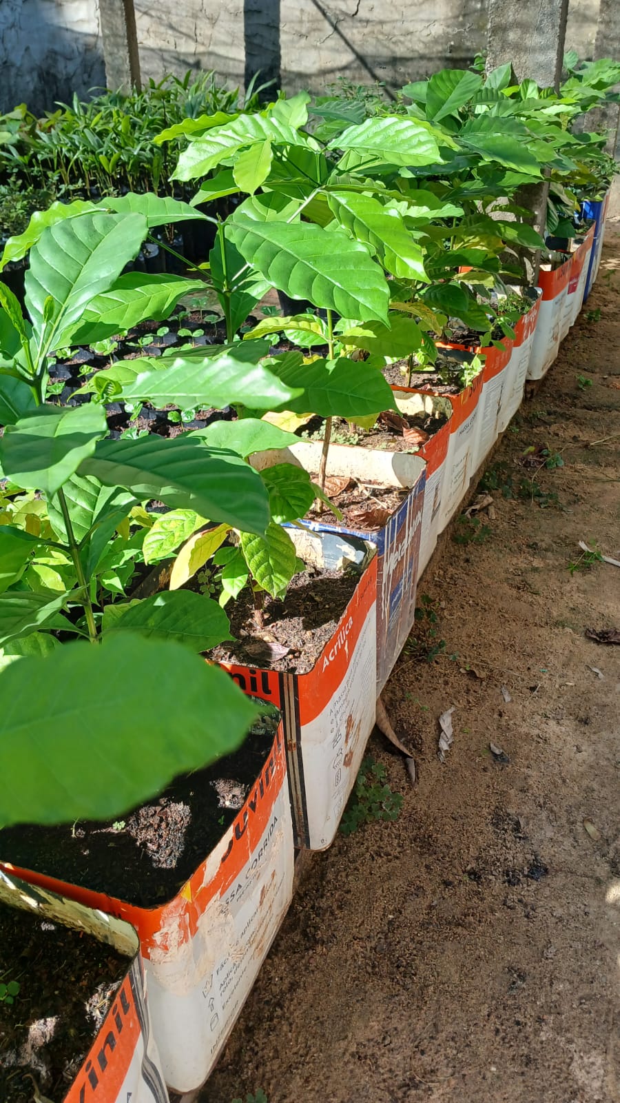 planta