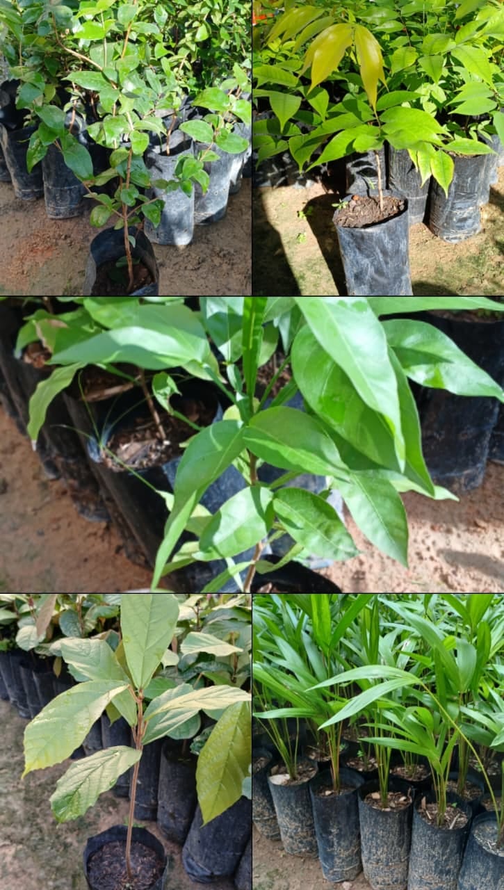 planta