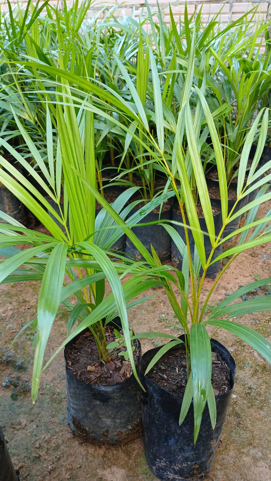 planta