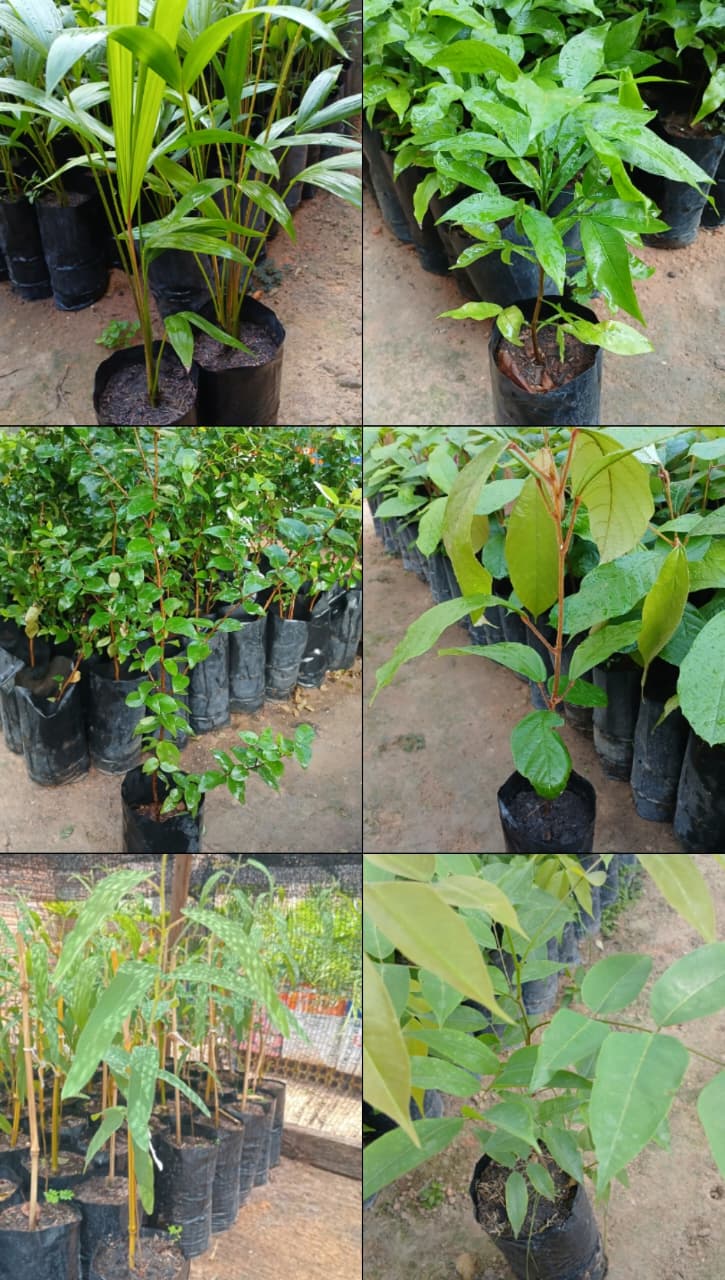 planta