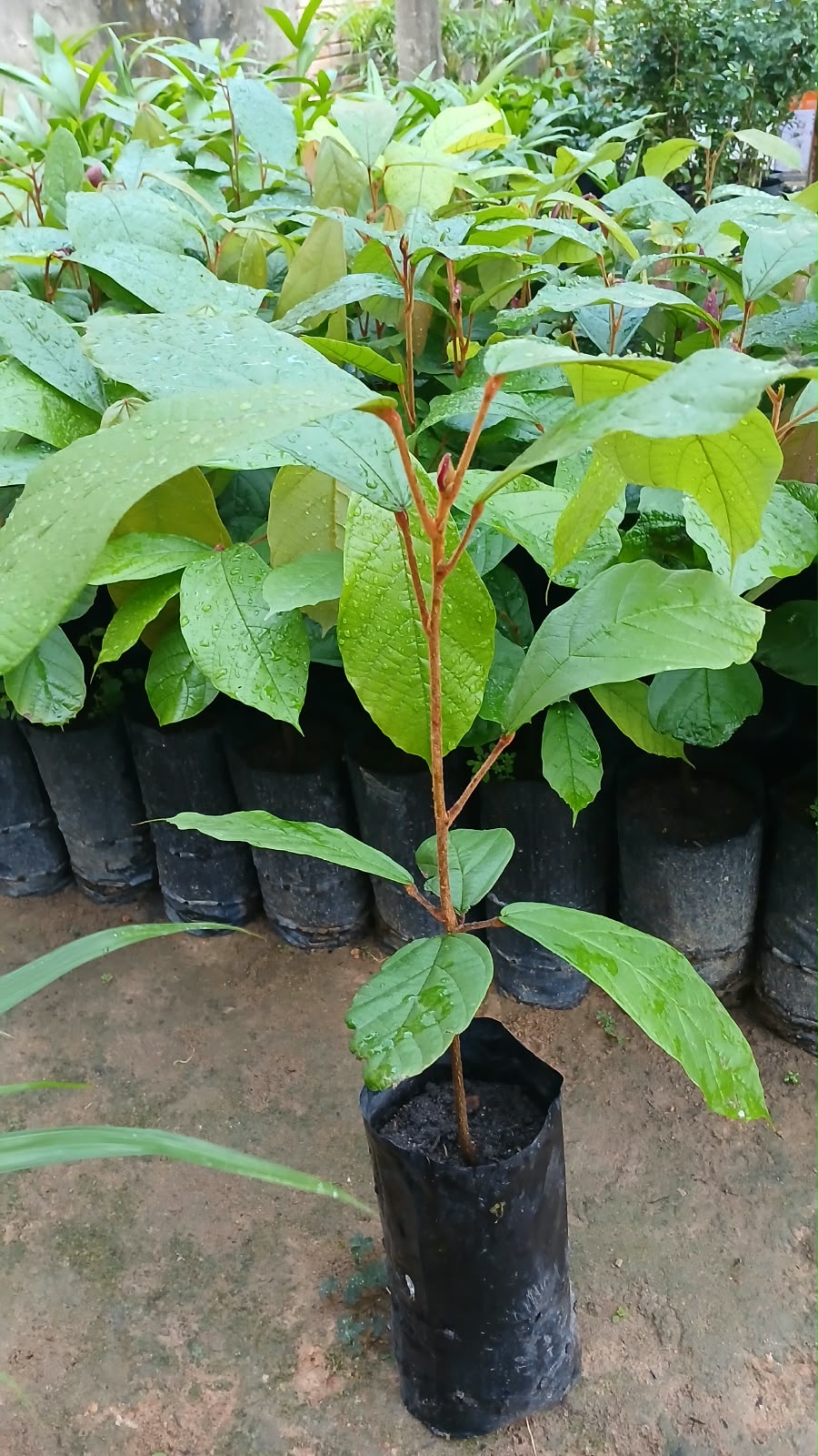 planta