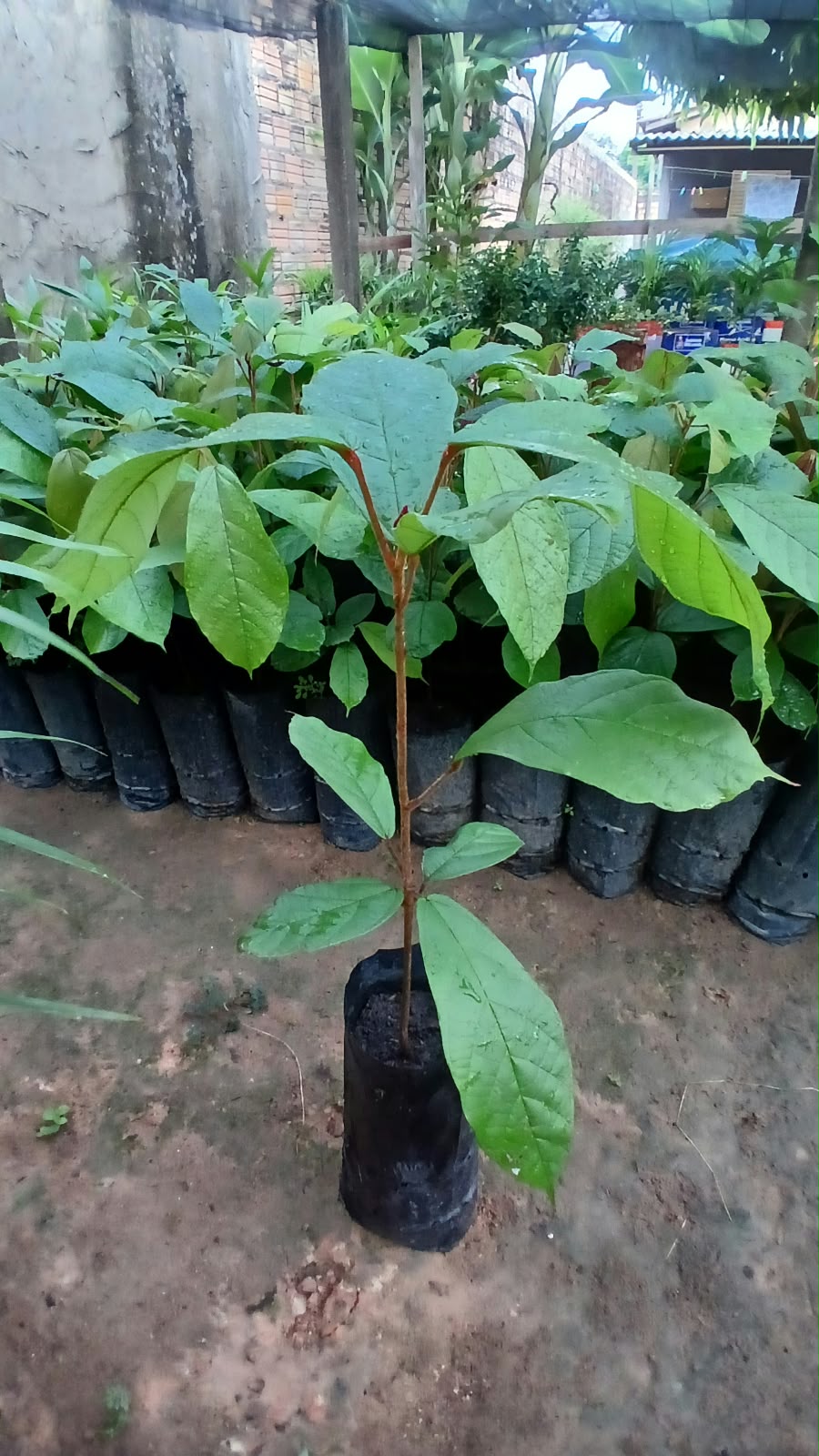 planta