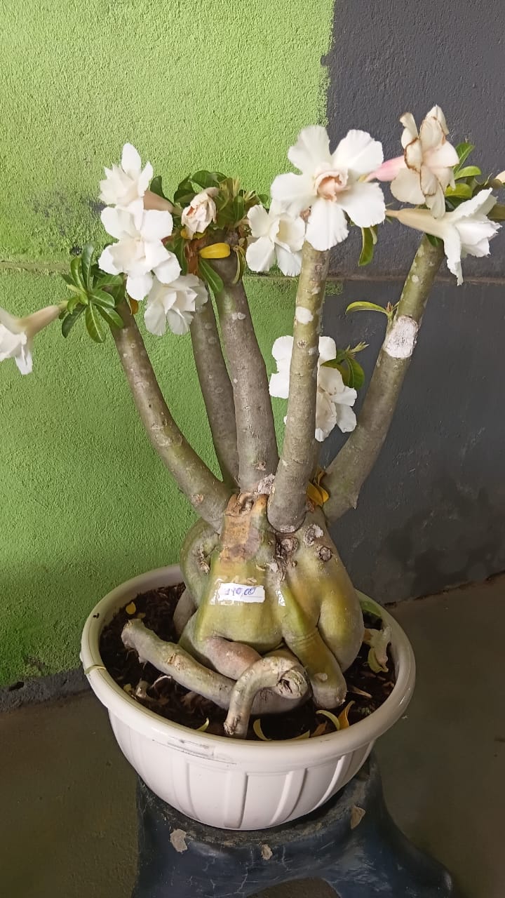 planta