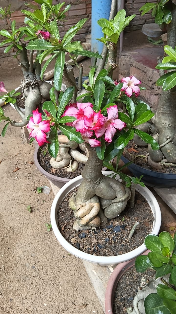 planta