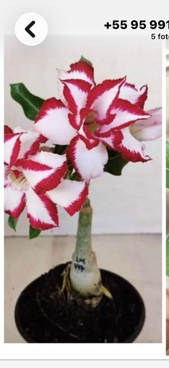 planta