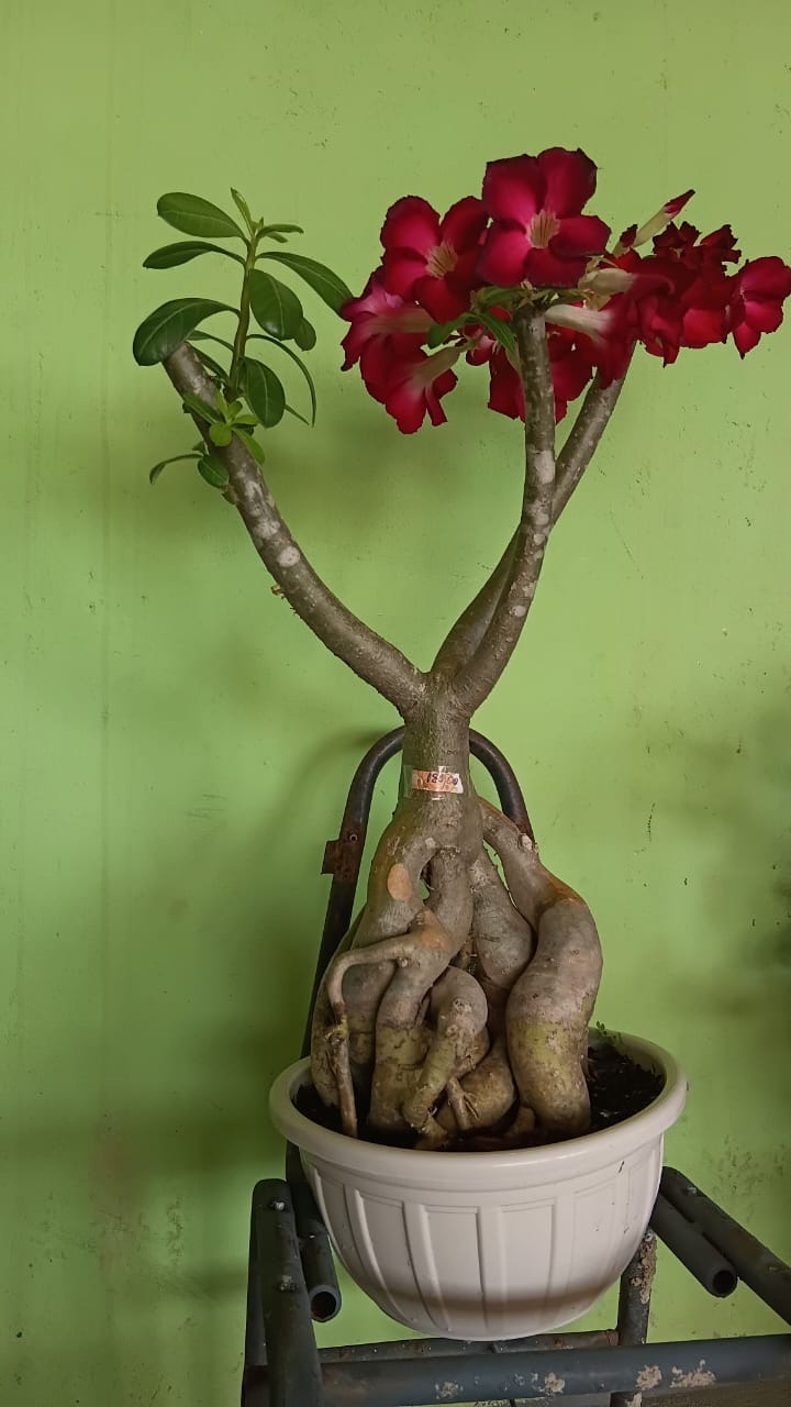 planta